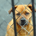 What would 60 cents a day buy for your organization?